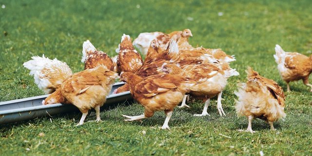 In Europa dürfen die Hennen vielerorts wegen der Vogelgrippe nicht mehr ins Freie. 