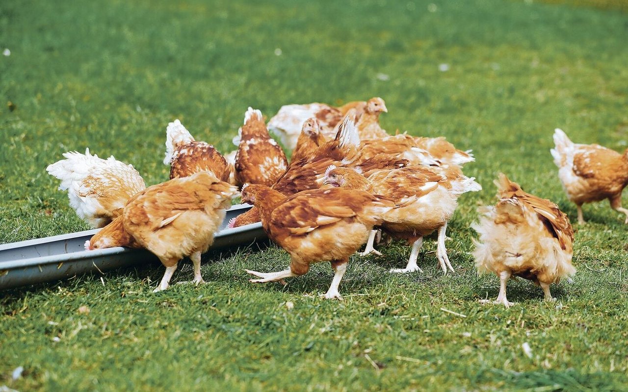 In Europa dürfen die Hennen vielerorts wegen der Vogelgrippe nicht mehr ins Freie. 