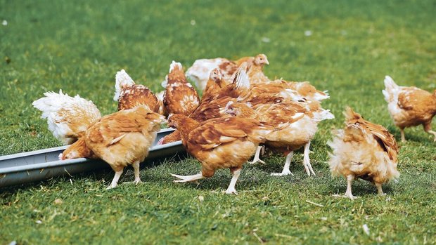 In Europa dürfen die Hennen vielerorts wegen der Vogelgrippe nicht mehr ins Freie. 