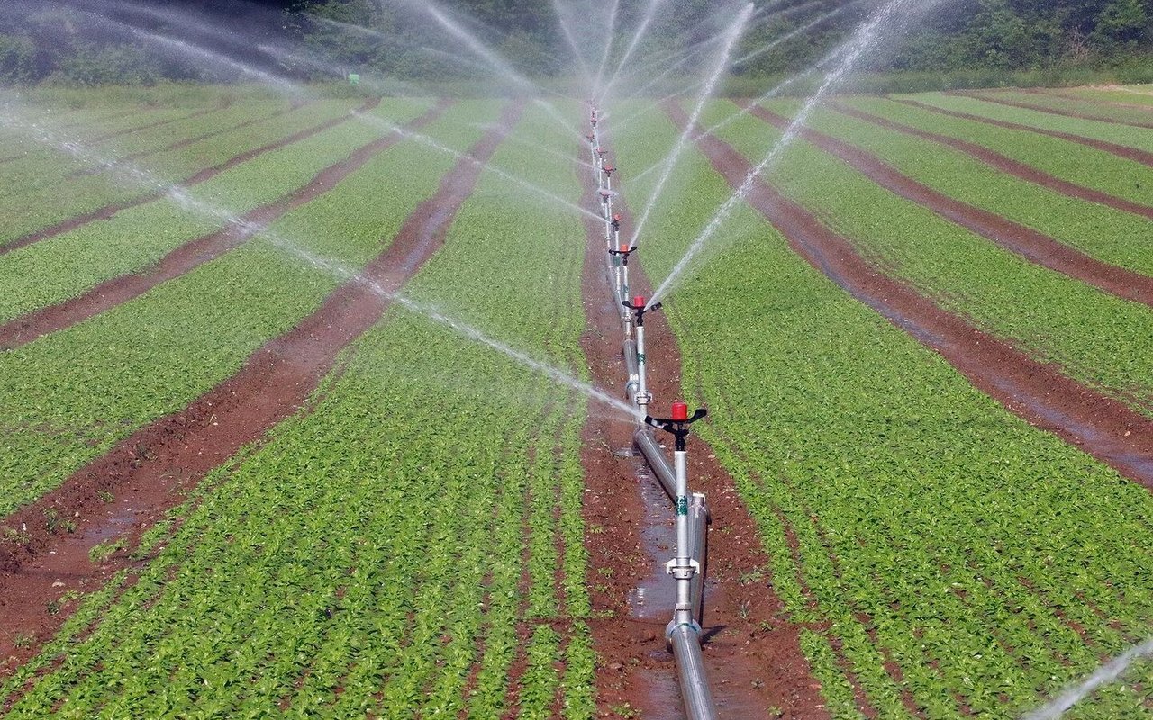 Beim Gemüse lohnt sich das Bewässern. Woher das Wasser künftig kommen soll, wird im Aargau abgeklärt. 