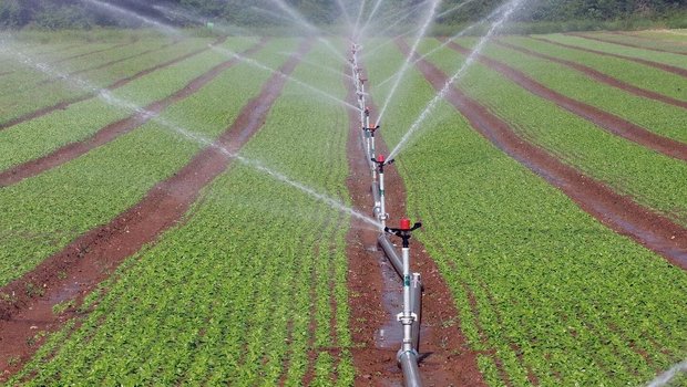 Beim Gemüse lohnt si Beim Gemüse lohnt sich das Bewässern. Woher das Wasser künftig kommen soll, wird im Aargau abgeklärt.