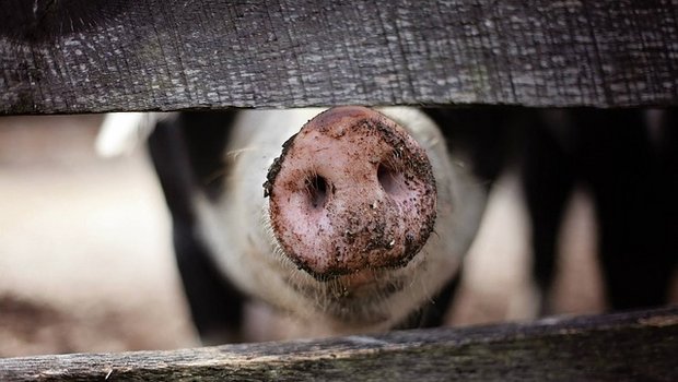 Bei rund 2,5 Millionen Schweinen, die in der Schweiz leben, wurden 2017 gerade einmal 91 Strafverfahren wegen Delikten geführt. (Bild Pixabay) 