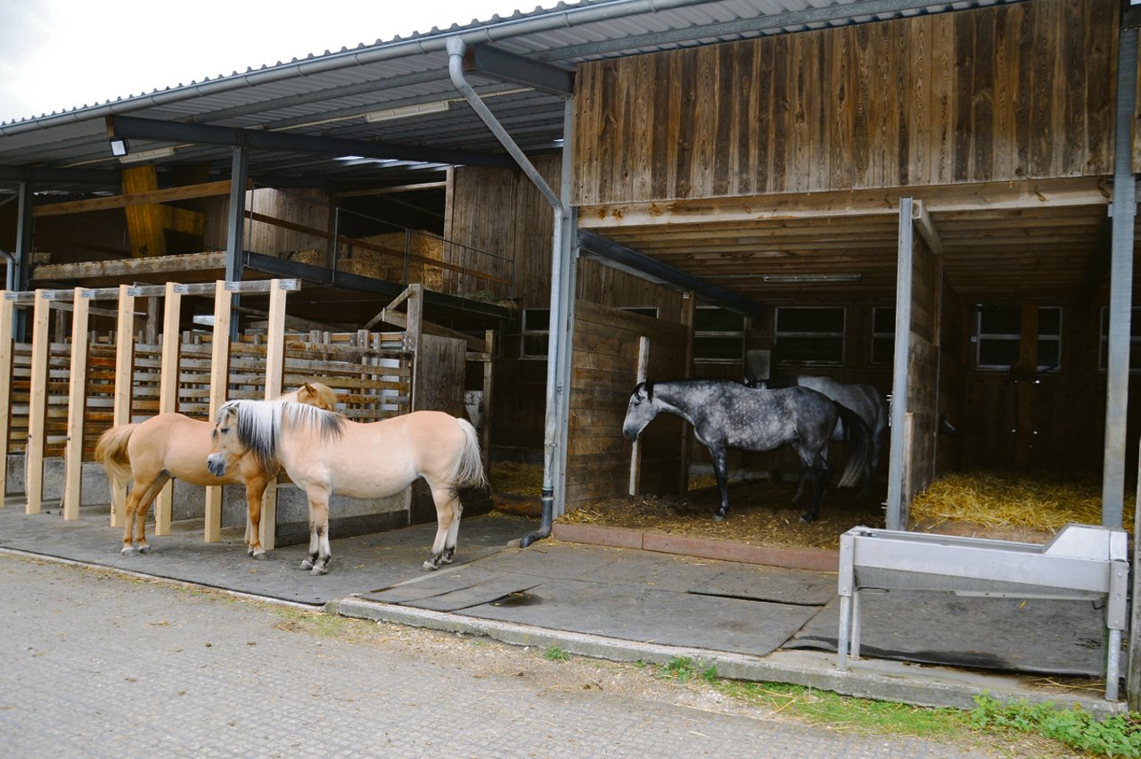 Der Offenstall bietet verschiedene Rückzugsmöglichkeiten, wie etwa die Fressstände (links), in denen die Pferde ungestört ihr Futter verzehren können.(Bild Alexandra Stückelberger)