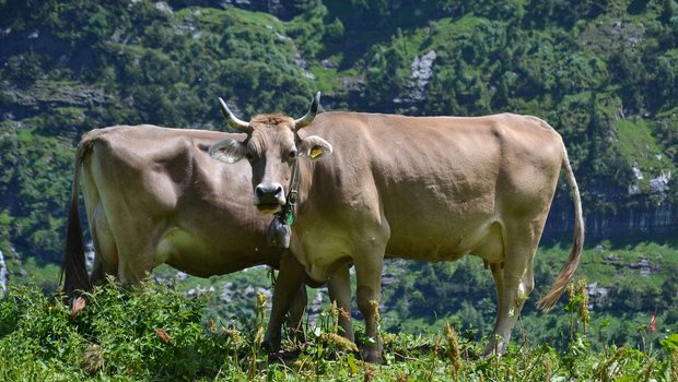Langlebigkeit der Kühe in der Agrarpolitik: Eine lange Nutzungsdauer soll belohnt werden. (Bild Andrea Gysin)