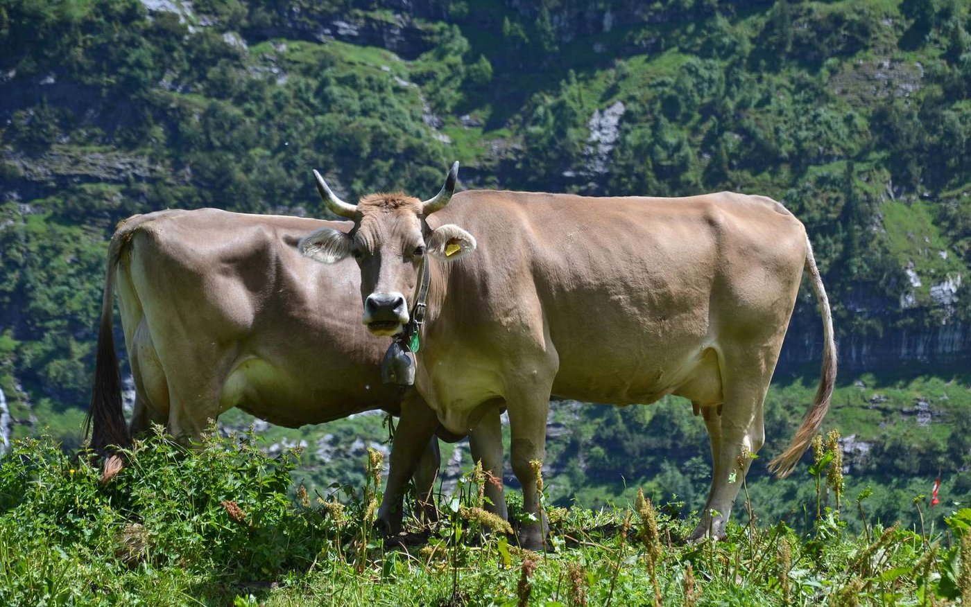 Langlebigkeit der Kühe in der Agrarpolitik: Eine lange Nutzungsdauer soll belohnt werden. (Bild Andrea Gysin)