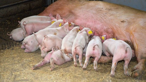 Clostridien difficil Clostridien difficile lassen sich bei jungen Ferkeln häufig nachweisen. Sie machen nicht immer krank, akute Fälle können allerdings mit dem Tod enden.