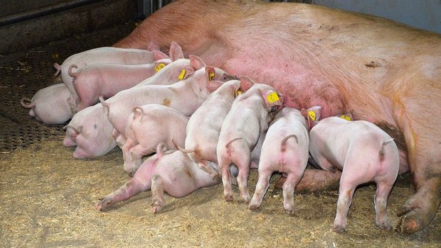 Clostridien difficile lassen sich bei jungen Ferkeln häufig nachweisen. Sie machen nicht immer krank, akute Fälle können allerdings mit dem Tod enden.