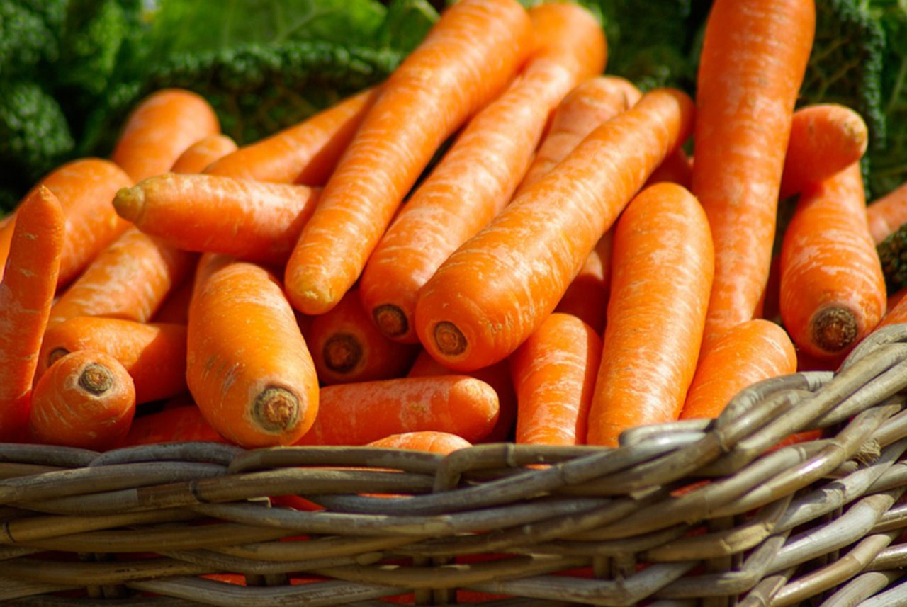 So sollten sie im Idealfall aussehen, die Karotten. Doch oftmals machen den Produzenten Krankheiten zu schaffen. (Bild lid)