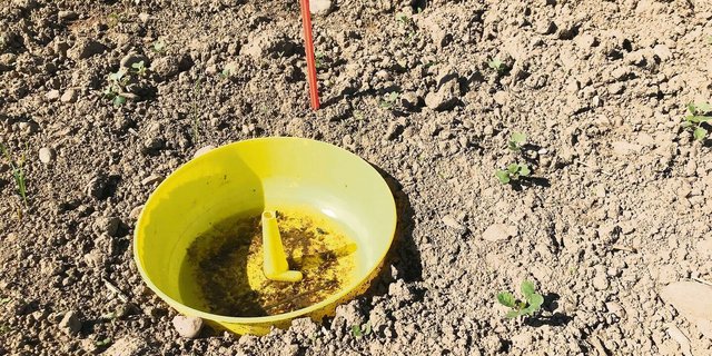 Gelbfallen sind ein gutes Mittel, um den Schädlingsdruck zu messen. Werden sie aufgestellt, müssen sie aber auch regelmässig kontrolliert werden. 