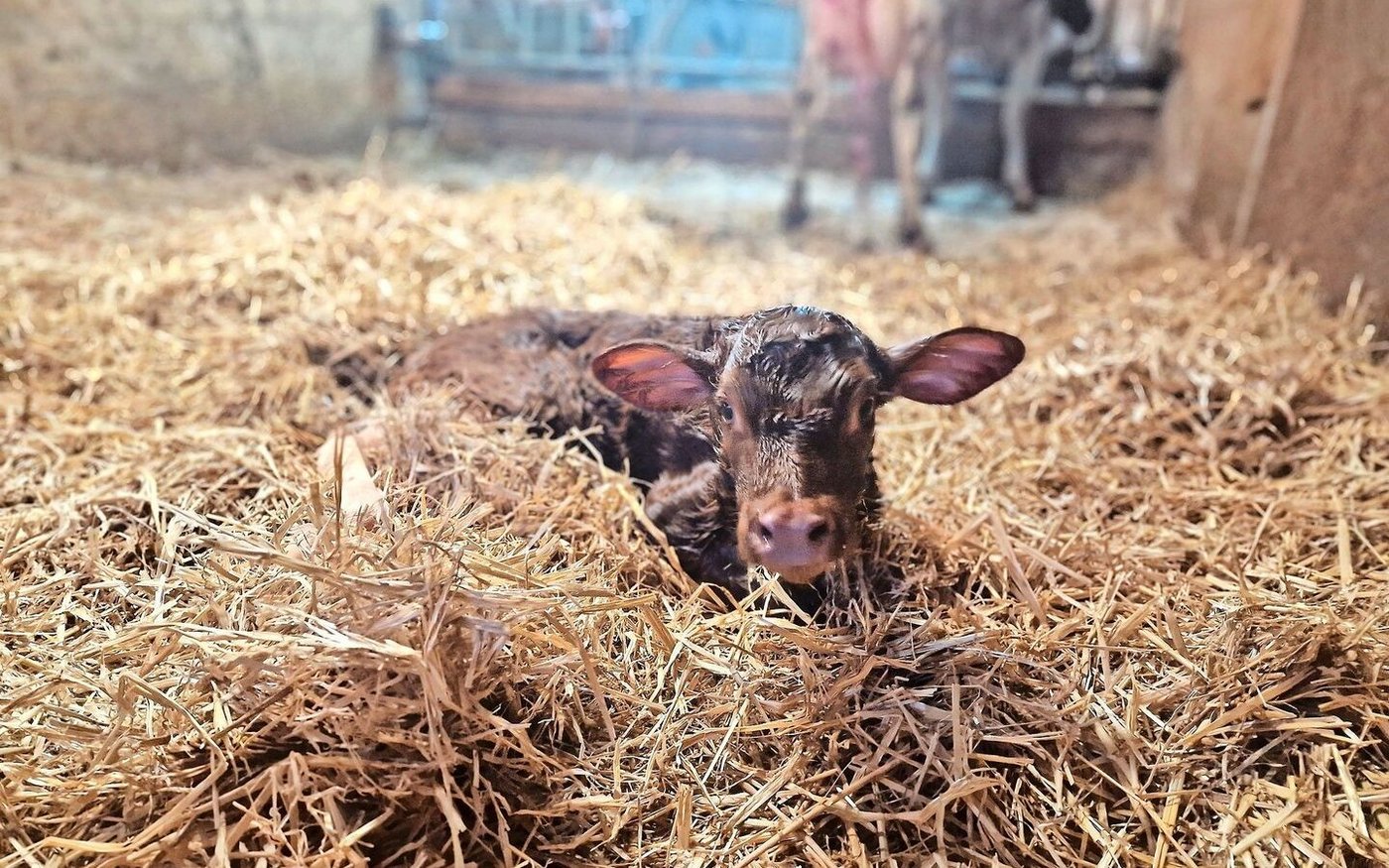 Aidyn ist ein kleines Wunder der Natur. Das feuerrote Kuhkalb liess untypisch lange auf sich warten.   