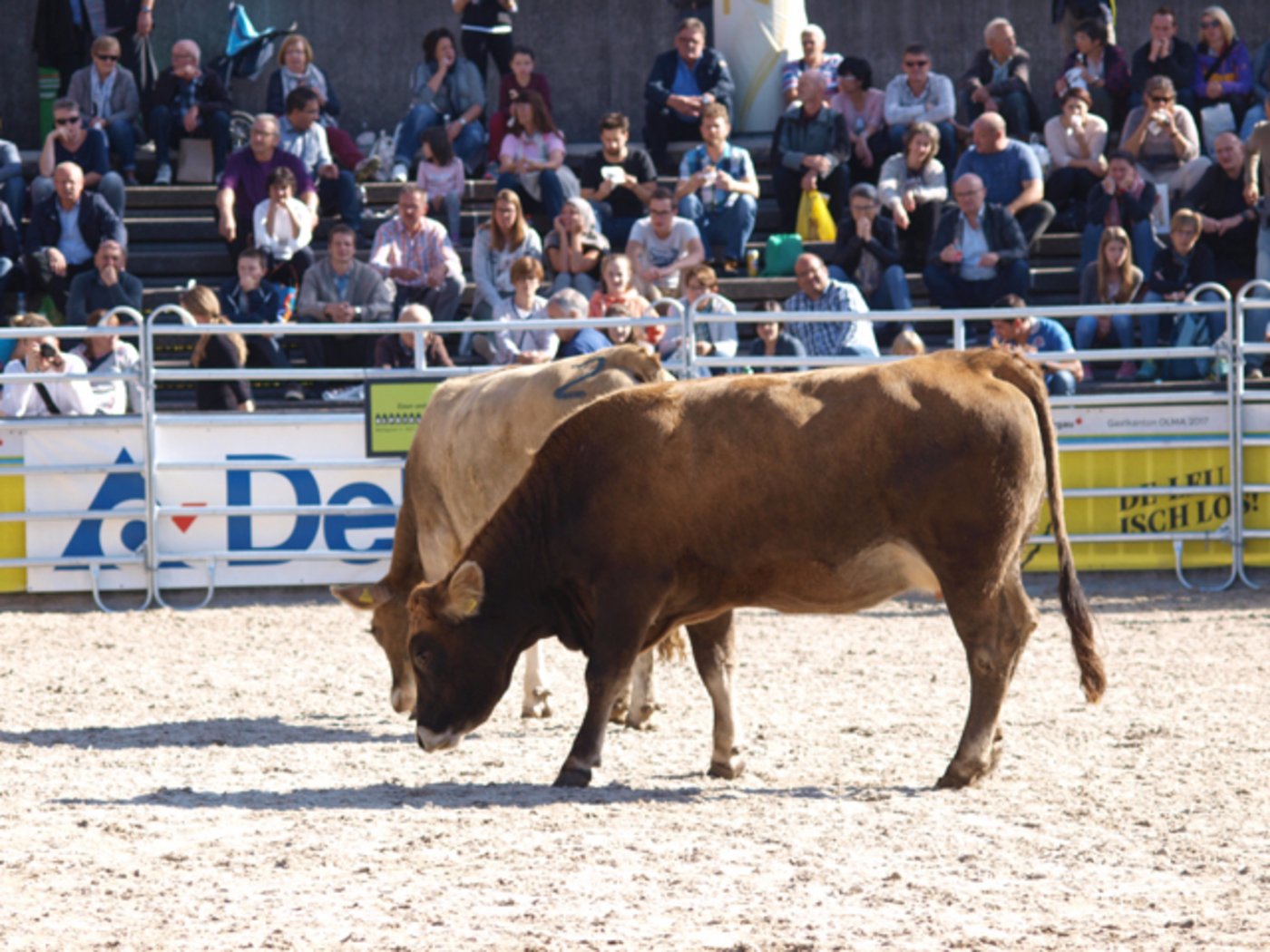 Der Auktionsring an der Olma war während der Auktion ständig voll besetzt.
