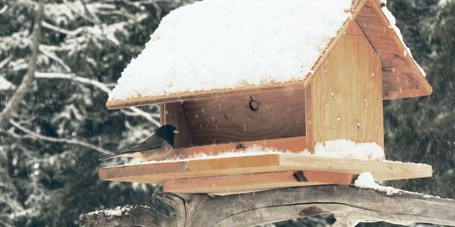 Ein «Dark-eyed junco», auf Deutsch Winterammer, ein häufig vorkommender amerikanischer Singvogel am verschneiten 1. April.