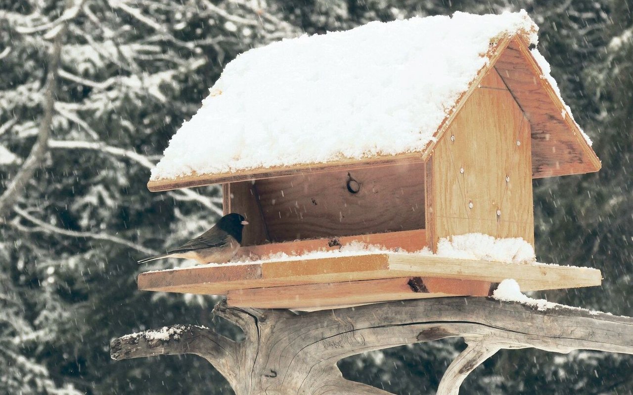 Ein «Dark-eyed junco», auf Deutsch Winterammer, ein häufig vorkommender amerikanischer Singvogel am verschneiten 1. April.