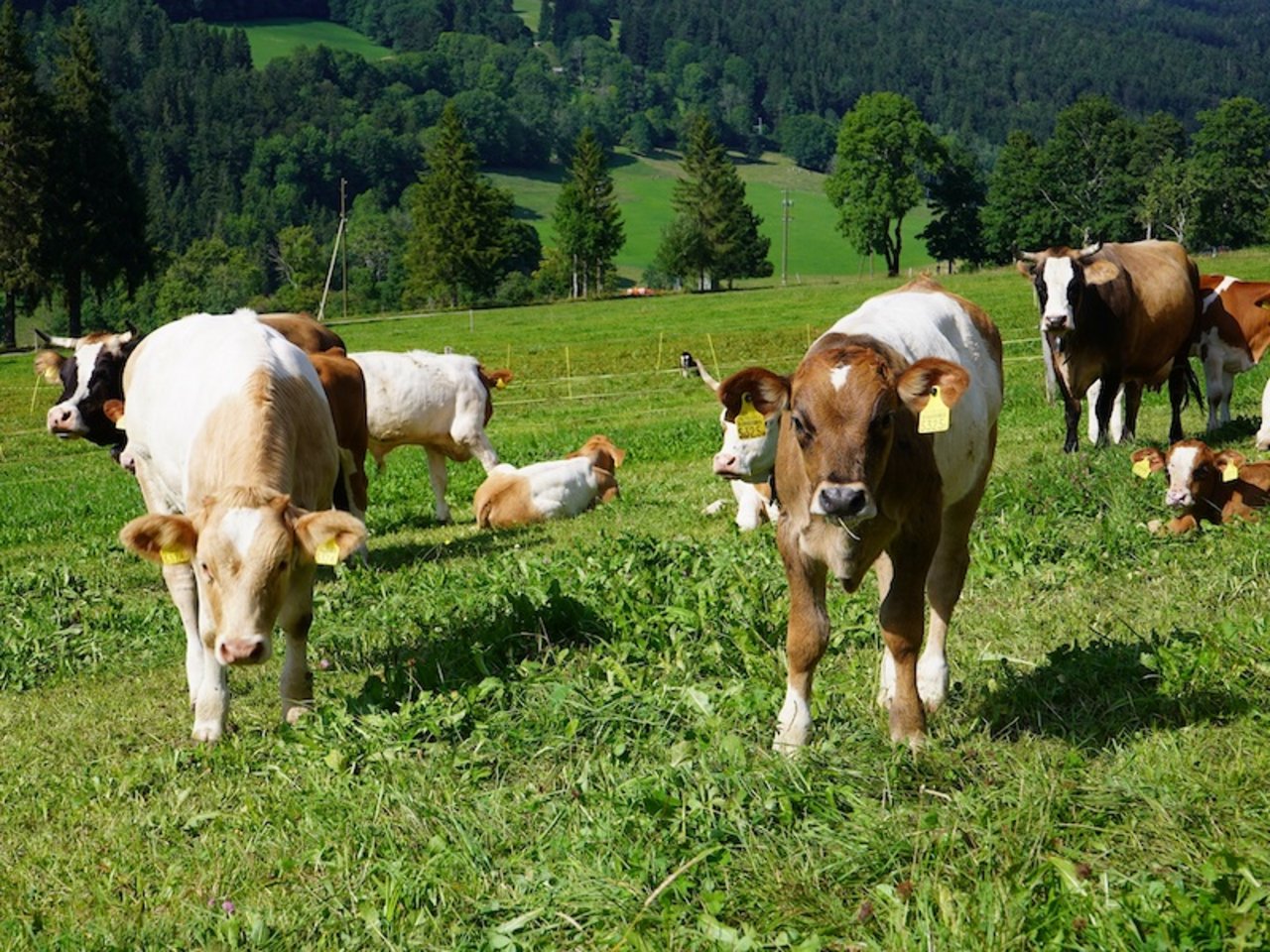 In dieser Haltungsform bekomme das Kalb von Anfang an das, was es brauche – nämlich Milch, schreibt das FiBL. (Bild FiBL/ Rennie C. Eppenstein)