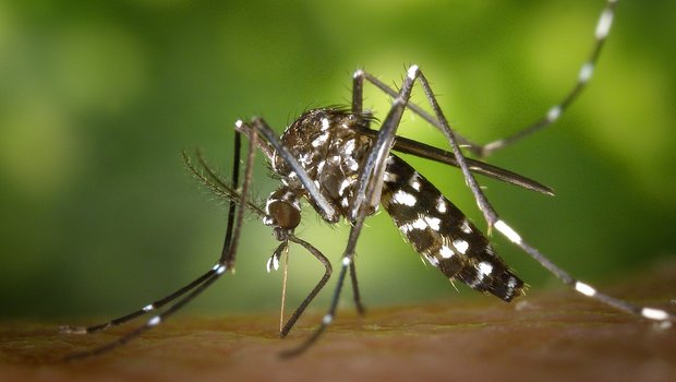 Tigermücken gelten als sehr aggressiv. Ihr Stich kann starke Reaktionen verursachen. (Bild Pixabay)