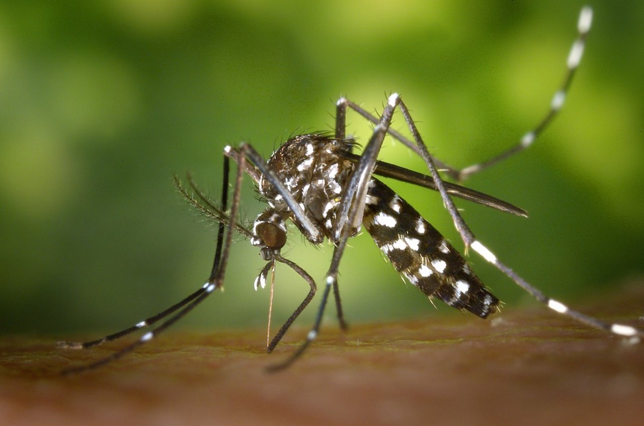 Tigermücken gelten als sehr aggressiv. Ihr Stich kann starke Reaktionen verursachen. (Bild Pixabay)