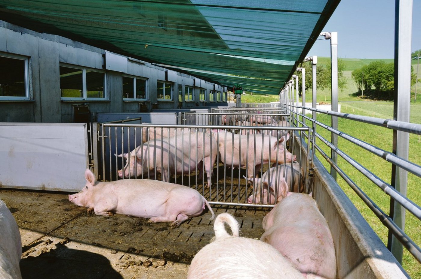Sonnenbrand – ein Schattennetz hilft – und Sommerhitze sind Gift für die Fruchtbarkeit. Bild aus dem Luzerner Hinterland. (Bild zVg)