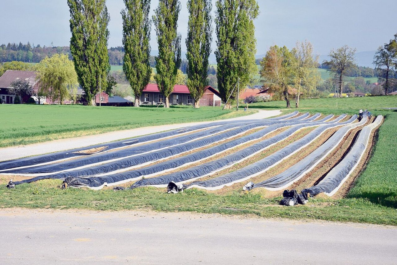 Auf dem Betrieb werden Spargeln angepflanzt. Die Ernte dauert jeweils von April bis etwa zum 20. Juni.