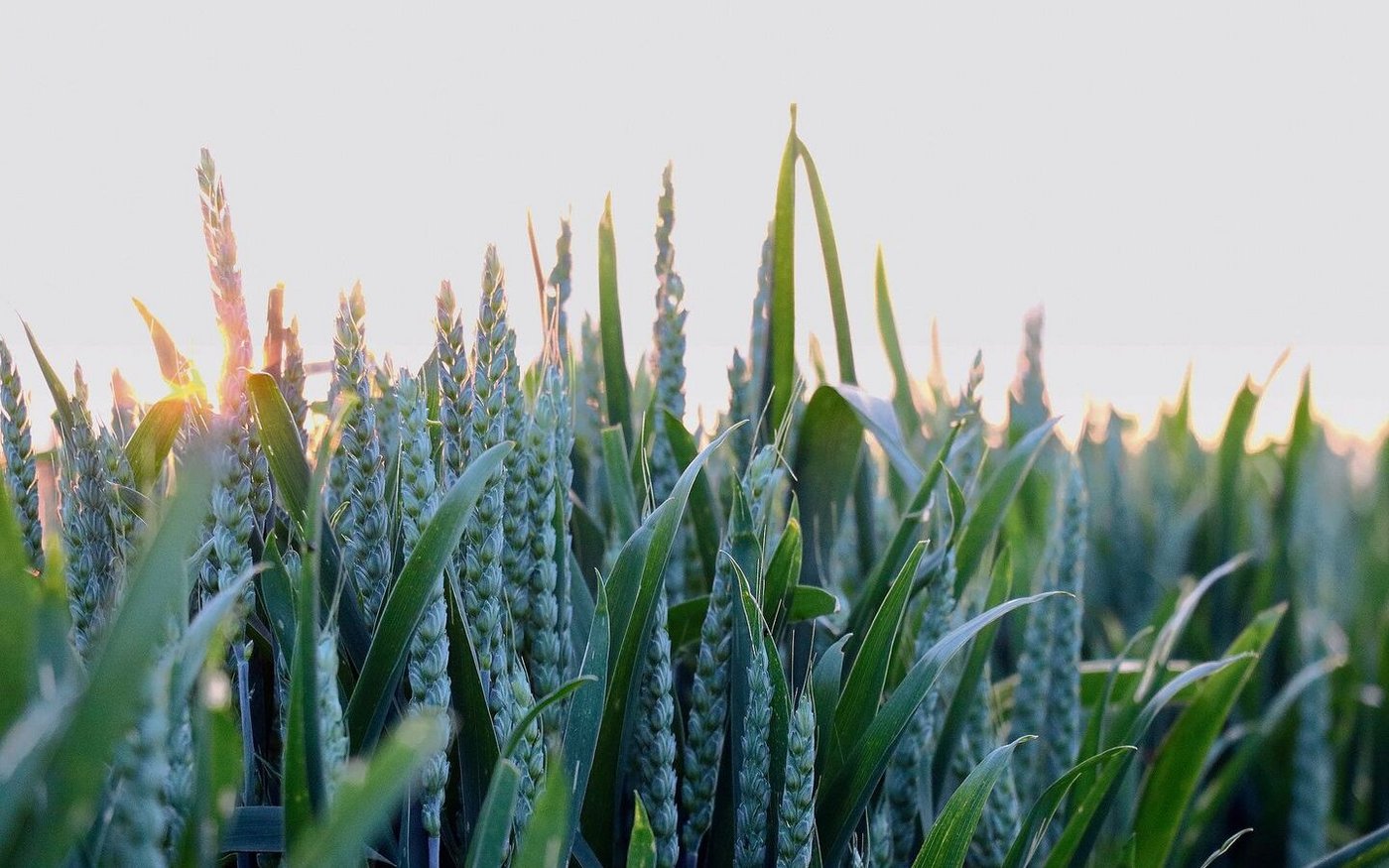 Umstellweizen ist gefragt. Denn für die Herstellung von Brot aus Bio-Umstellweizen, wie es das Migros-Unternehmen Jowa AG vorhat, reiche das Angebot derzeit nicht aus. 