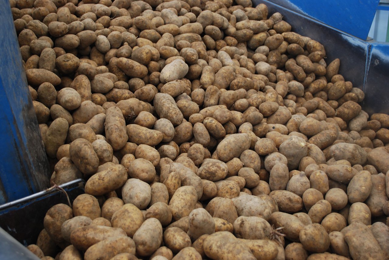 Dieses Jahr liegen 8500 t Frischkonsum-Kartoffeln mehr an Lager als im Vorjahr. (Bild BauZ)