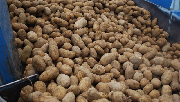 Dieses Jahr liegen 8500 t Frischkonsum-Kartoffeln mehr an Lager als im Vorjahr. (Bild BauZ)