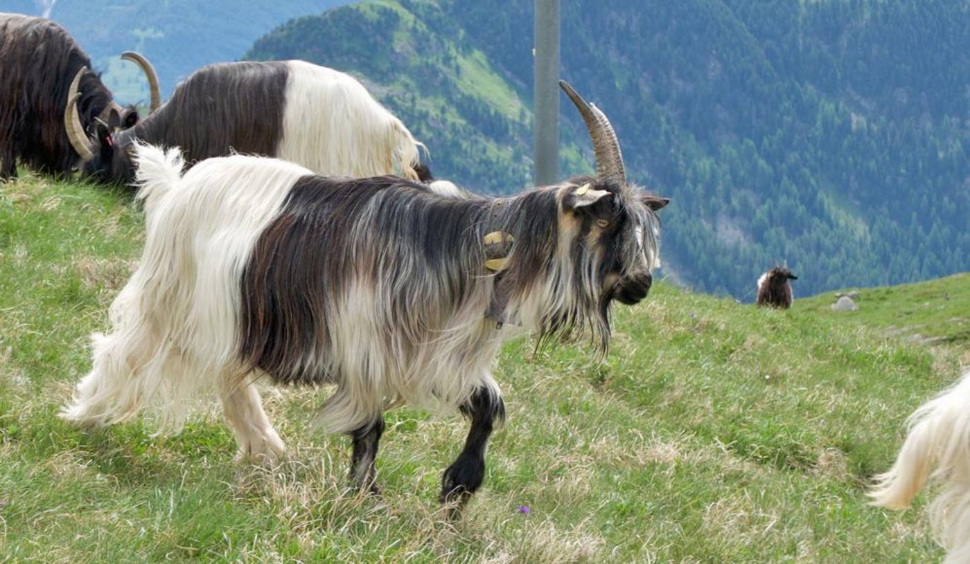 Der Bestand von Grüenochte Geissen besteht aus 71 weiblichen Tieren und 28 Böcken (Bild ZCKG)