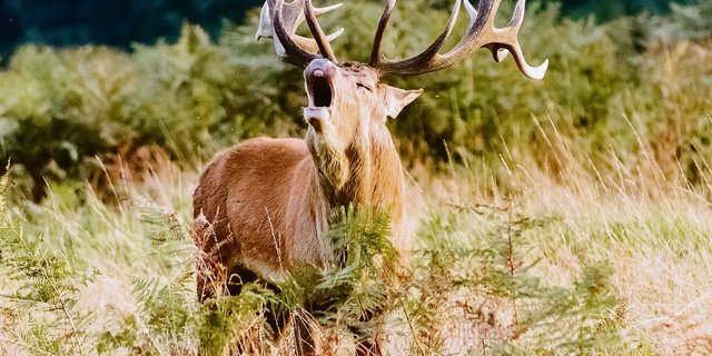 Rothirsche und anderes Schalenwild können die gefährliche Rindertuberkulose (TBC) auf Nutztiere übertragen. Deshalb ist es wichtig, den Kontakt zwischen den Tieren sowie eine Kontamination des Futters zu verhindern. (Bild Pixabay)