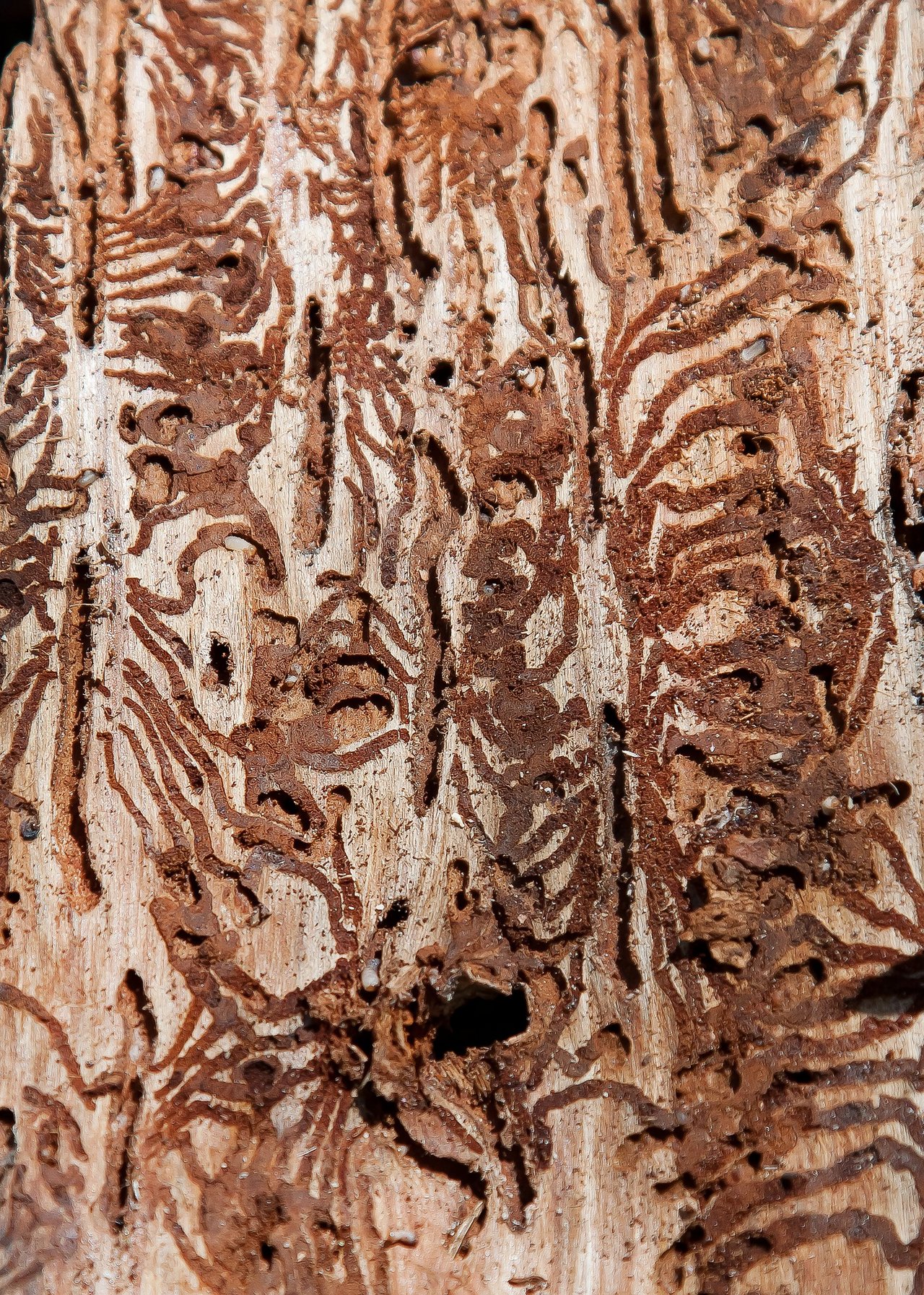 Borkenkäfer, die einen ökonomischen Schaden an Bäumen anrichten können, zeigen wie Ameisen oder Bienen ein soziales Verhalten. (Bild Pixabay)