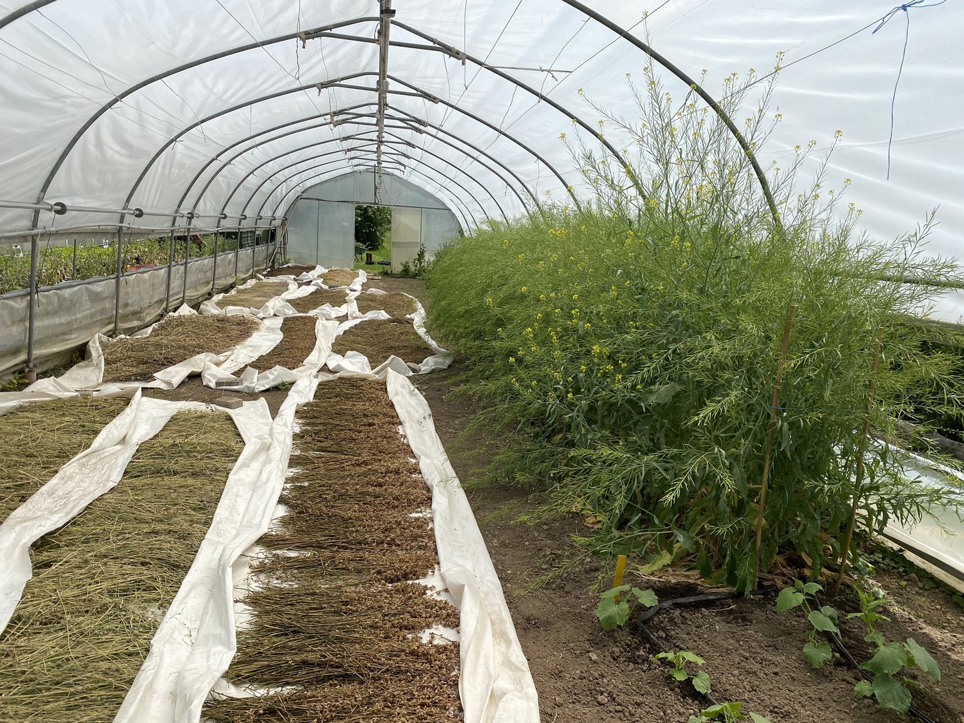 Die Pflanzen sind bereit für die Entnahme der Samen. 