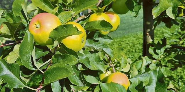 Sorten wie Topaz präsentieren sich noch mit wenig Deckfarbe, kühle Nächte sind jetzt gefragt.