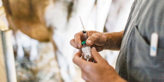 Tierärzte müssen neu jede einzelne Antibiotika-Gabe – etwa bei einer Milchkuh – an die nationale Antibiotika-Datenbank melden. (Bild Keystone)