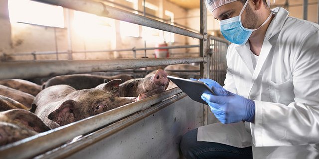 Unter anderem steht die Digitalisierung in der neuen Tiergesundheitsstrategie 2022+ im Fokus. (Bild BLV)