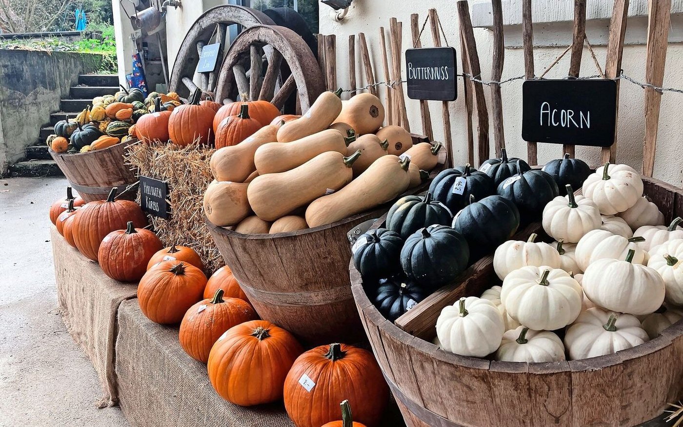Dieses Jahr hat die Familie Schwaninger rund zehn verschiedene Kürbissorten angebaut.