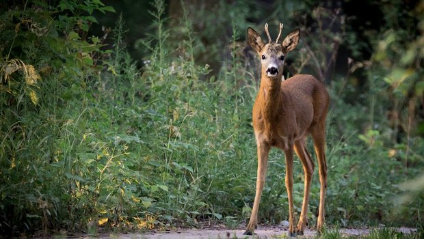 Reh und Hirsch fressen die Knospen und Zweige junger Waldbäume und beeinflussen daher die Verjüngung des Forsts. Wo Luchs und Wolf die Bestände von wilden Huftieren regulieren, können regelmässig junge Bäume nachwachsen und die Funktionen des Waldes aufrecht erhalten. (Bild LubosHouska / Pixabay)