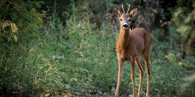 Reh und Hirsch fressen die Knospen und Zweige junger Waldbäume und beeinflussen daher die Verjüngung des Forsts. Wo Luchs und Wolf die Bestände von wilden Huftieren regulieren, können regelmässig junge Bäume nachwachsen und die Funktionen des Waldes aufrecht erhalten. (Bild LubosHouska / Pixabay)