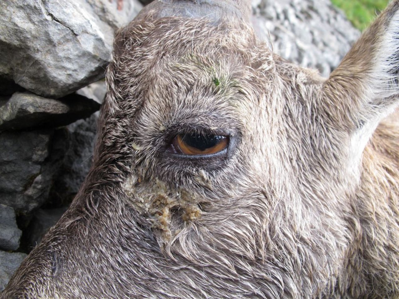 Erkrankter Steinbock im Anfangsstadium mit Sekretstrassen unter dem Auge. (Bild zVg)