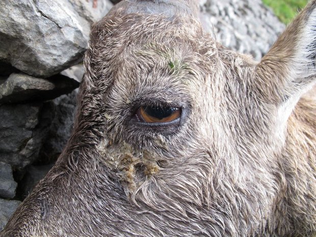 Gamsblindheit bei Steinböcken im Alpstein Erkrankter Steinbock im Anfangsstadium mit Sekretstrassen unter dem Auge. (Bild zVg)
