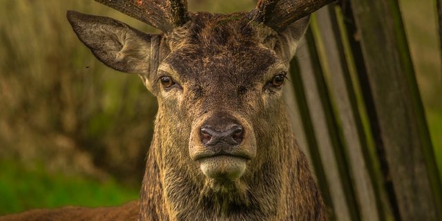 Die Zuchthirsche, die in freier Wildbahn nicht überleben könnten und dürften, konnten wohlbehalten eingefangen werden. (Symbolbild Pixabay)
