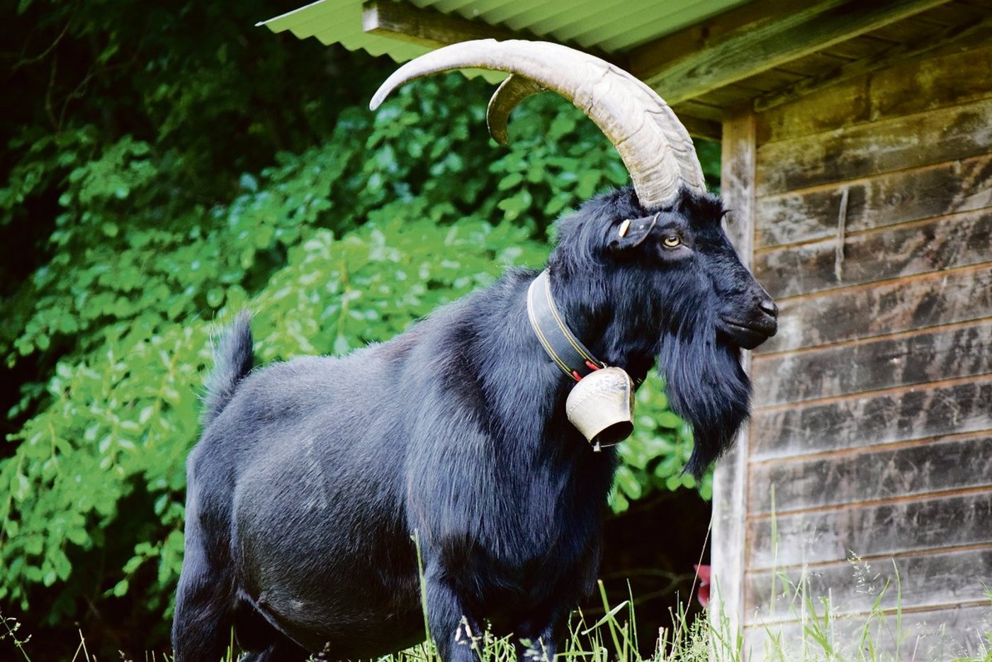 Einige gefährdete Ziegenrassen, wie die Nera-Verzasca-Ziege, werden vom Bund gefördert, um die geringen Bestandeszahlen wieder zu erhöhen. (Bild Schweizerischer Ziegenzuchtverband)