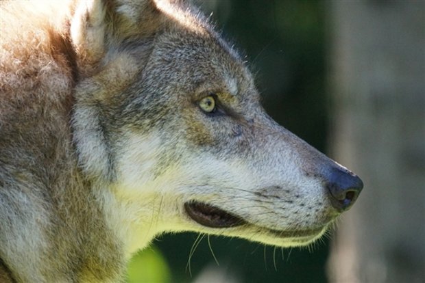 Der Wolfsrüde, der im Kanton Glarus gefilmt wurde, wurde vorher genetisch noch nirgends erfasst. (Symbolbild Pixabay)