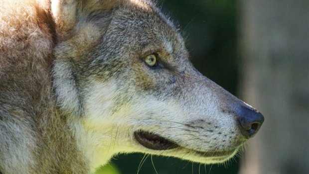 Der Wolfsrüde, der im Kanton Glarus gefilmt wurde, wurde vorher genetisch noch nirgends erfasst. (Symbolbild Pixabay)