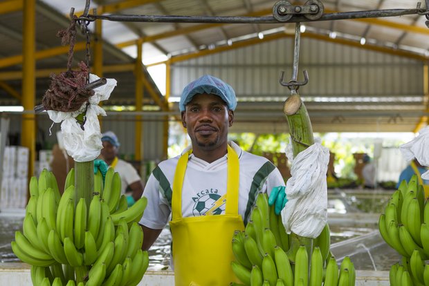 Coop zahlt Bananen-, Kakao- und Kaffeeproduzenten bessere Löhne In der Dominikanischen Republik profitieren dank dem Projekt von Coop 350 Mitarbeitende von besseren Löhnen. (Bild Coop)