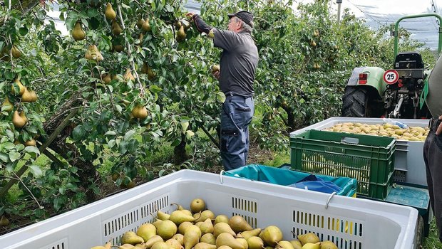 Birnen sind eher schwieriger im Anbau als Äpfel. Aber der Konsum wächst.