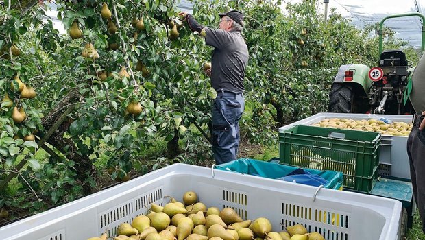 Birnen sind eher sch Birnen sind eher schwieriger im Anbau als Äpfel. Aber der Konsum wächst.