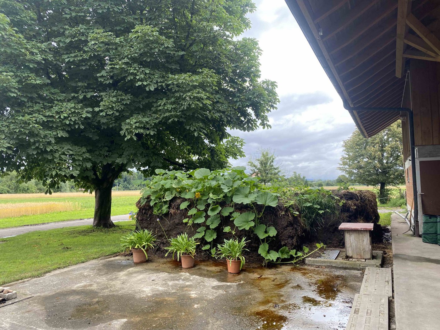 Eine grosse Kürbispflanze verschönert den Mist bzw. Kompost. 