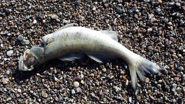 Gachnang: Fischsterben in Bach Mehrere Dutzend Fische verendeten. (Symbolbild lid)