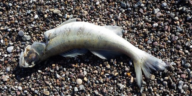 Mehrere Dutzend Fische verendeten. (Symbolbild lid)
