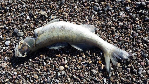 Mehrere Dutzend Fische verendeten. (Symbolbild lid)