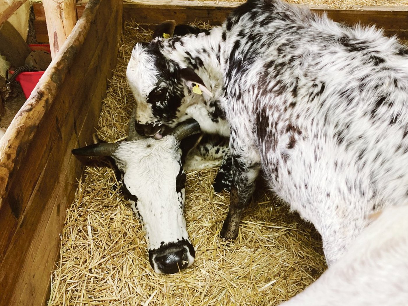 Zwergzebus gelten als sozial und umsichtig. Die Kühe passen auch auf fremde Kälber auf.