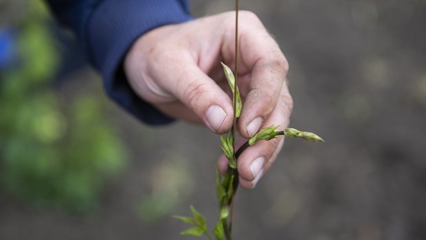 Hopfenanbau braucht viel Handarbeit. Bild: Mareycke Frehner